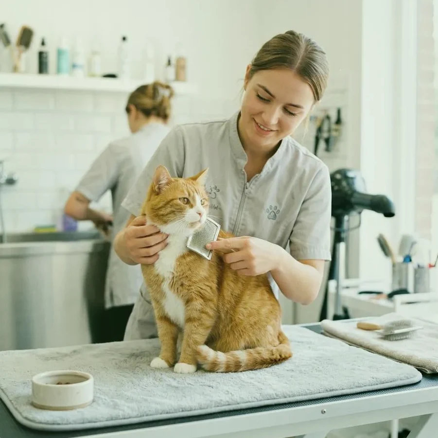Wooden Bench — Ernährungsumstellung bei Diabetiker-Katze